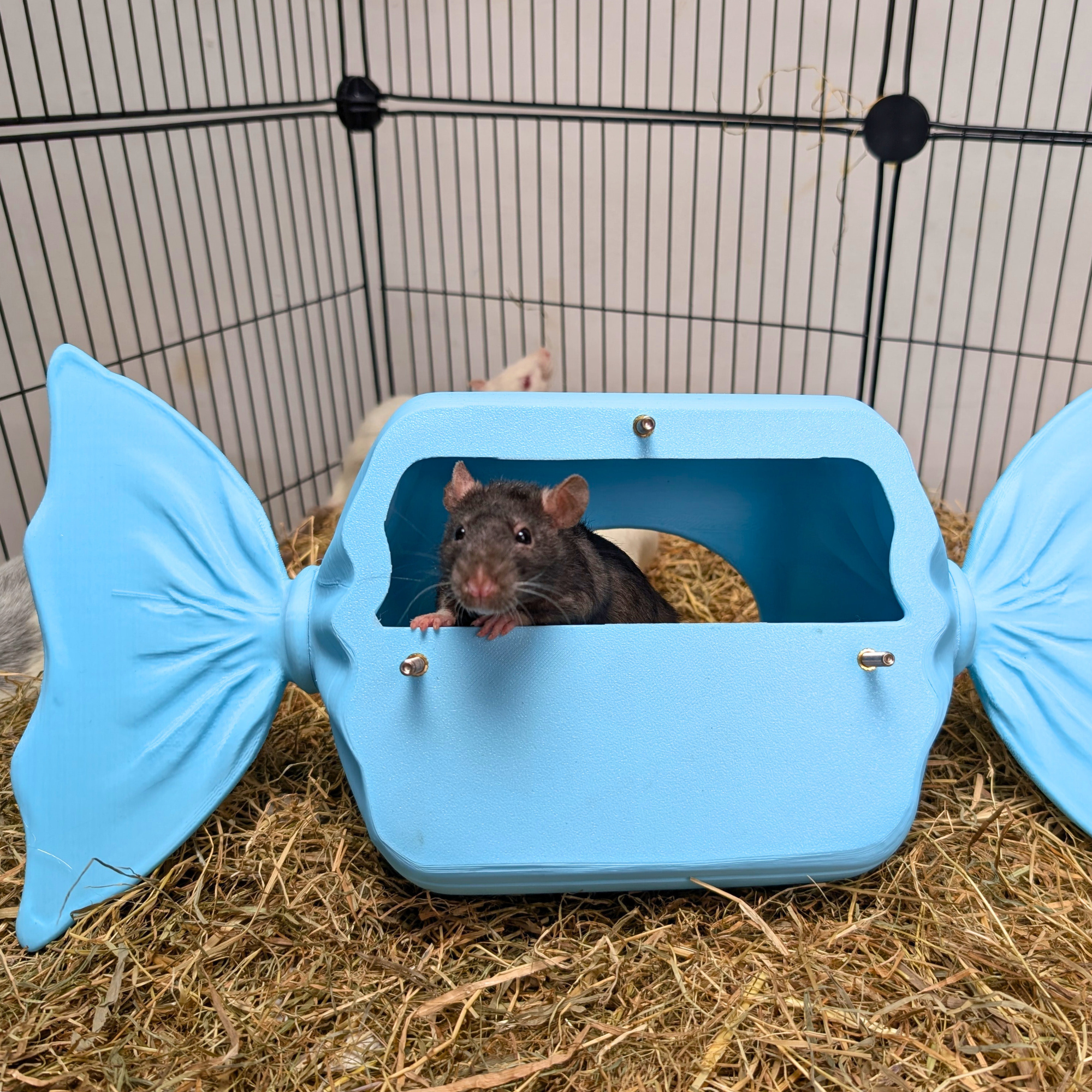 Blue Sweetie Rat Hide & Bed