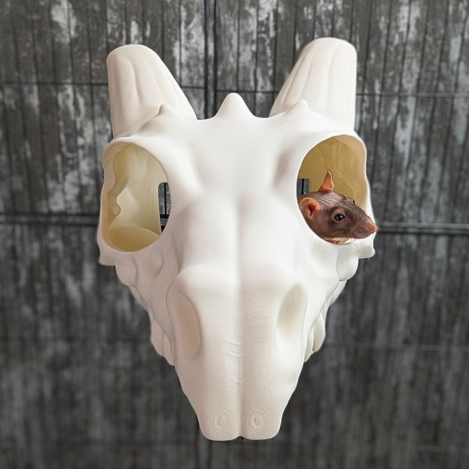 Dragon Skull Rat Hide styled in home setting