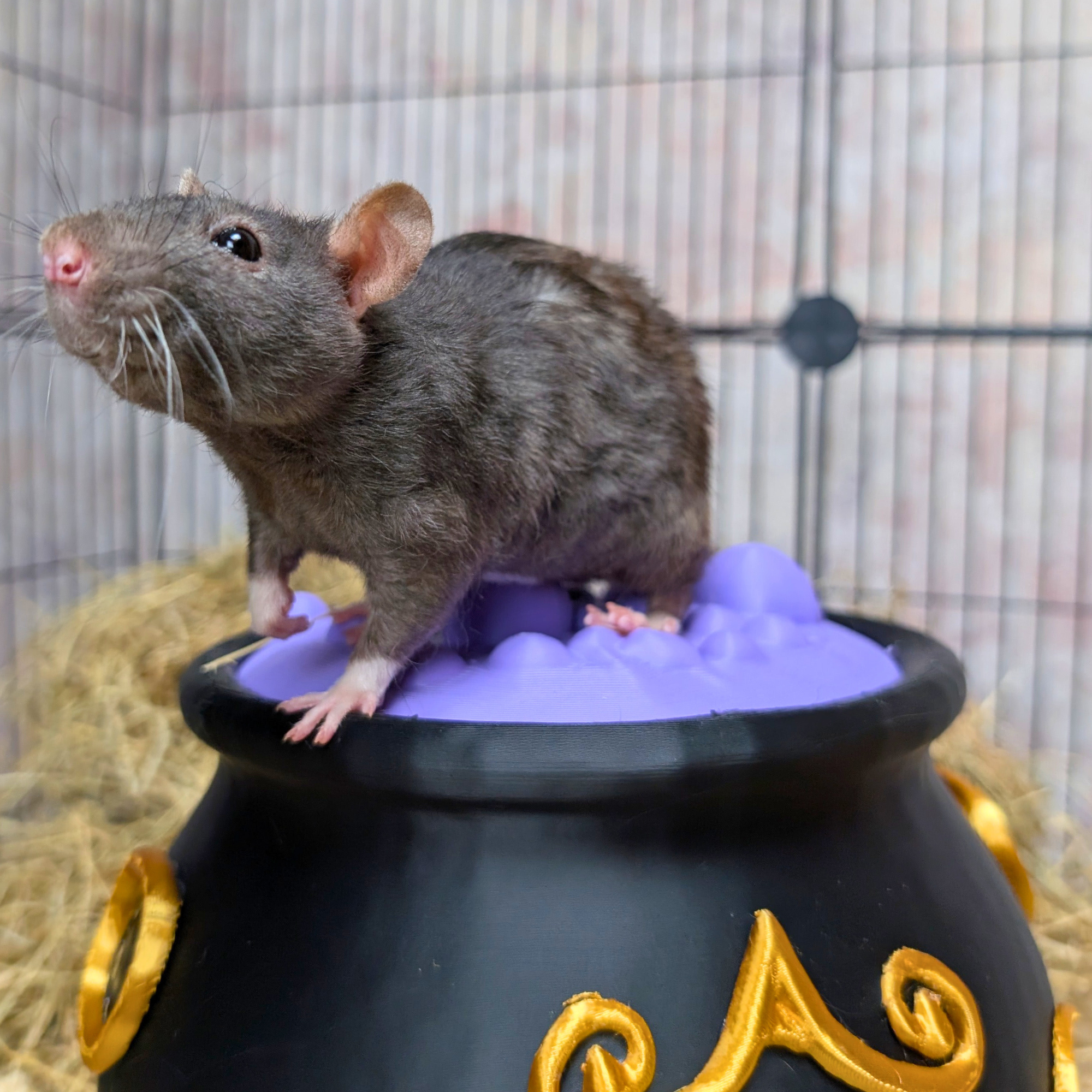 Rat Hide Witch Cauldron