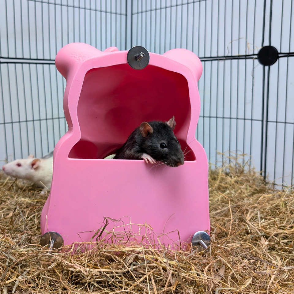 Cute Sweet Bear Rat Hide & Bed styled in home setting