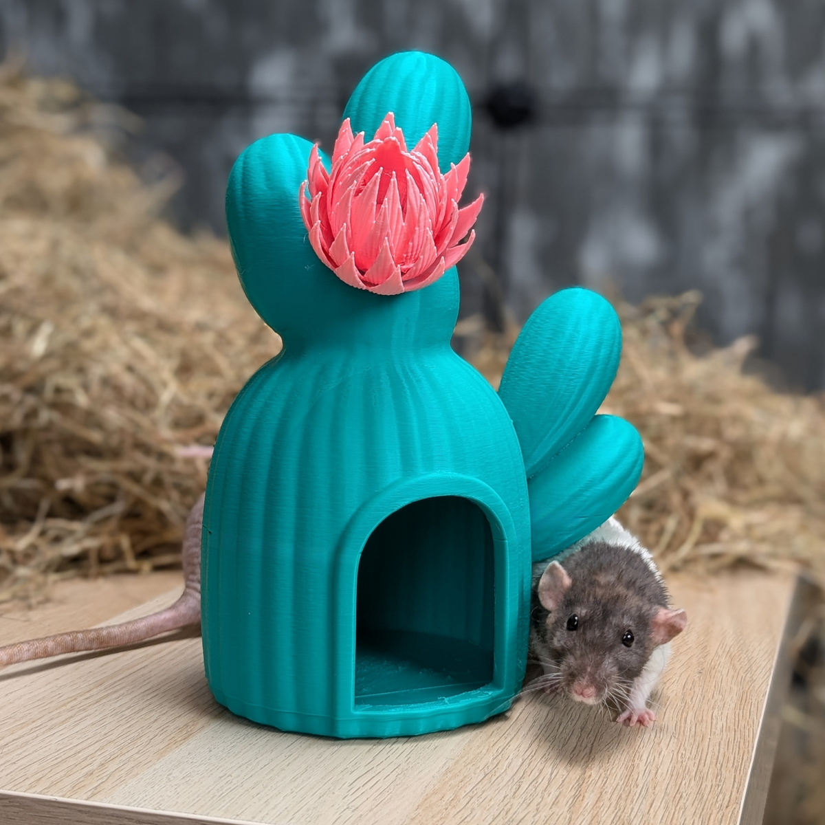 Cactus Rat House & Pet Bed - in-use photo