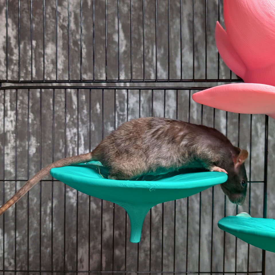 Cute Lily Rat Bed & Hide Set top-down view showing interior