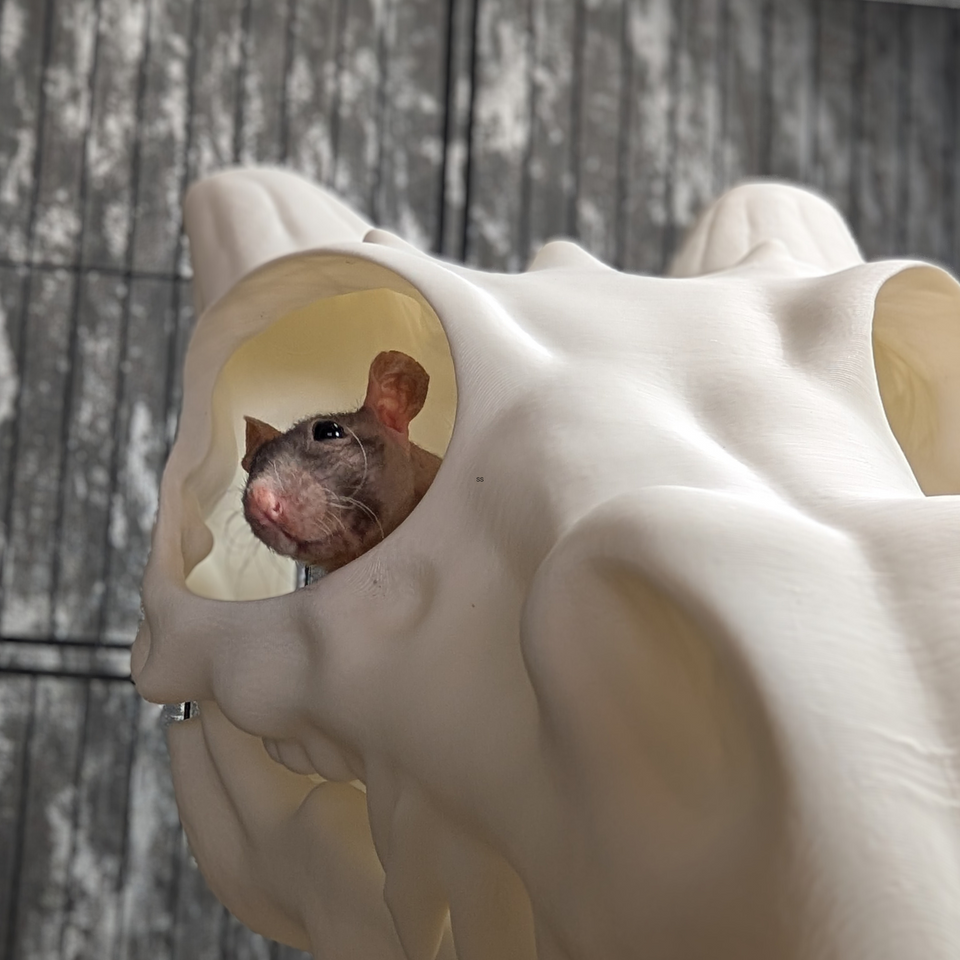 Dragon Skull Rat Hide size reference with hand for scale