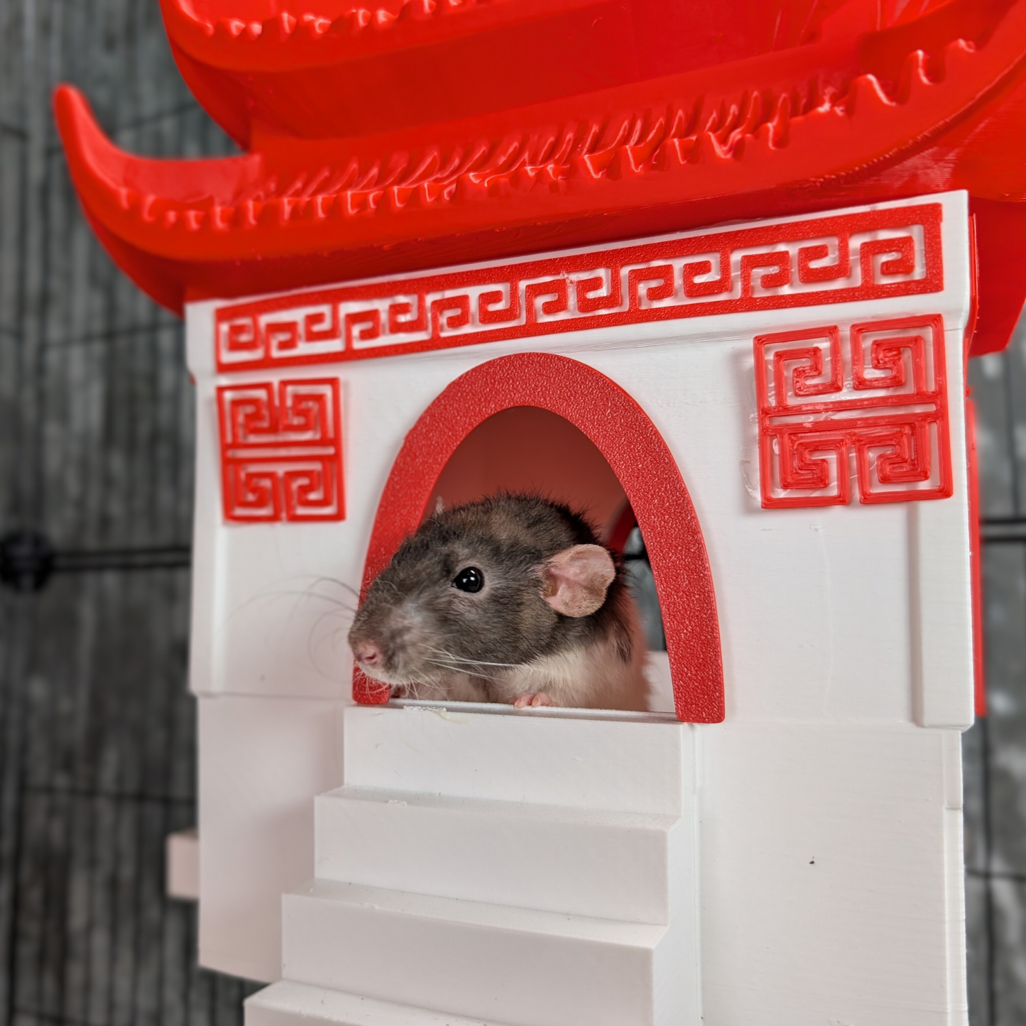Chinese Temple Rat Hide
