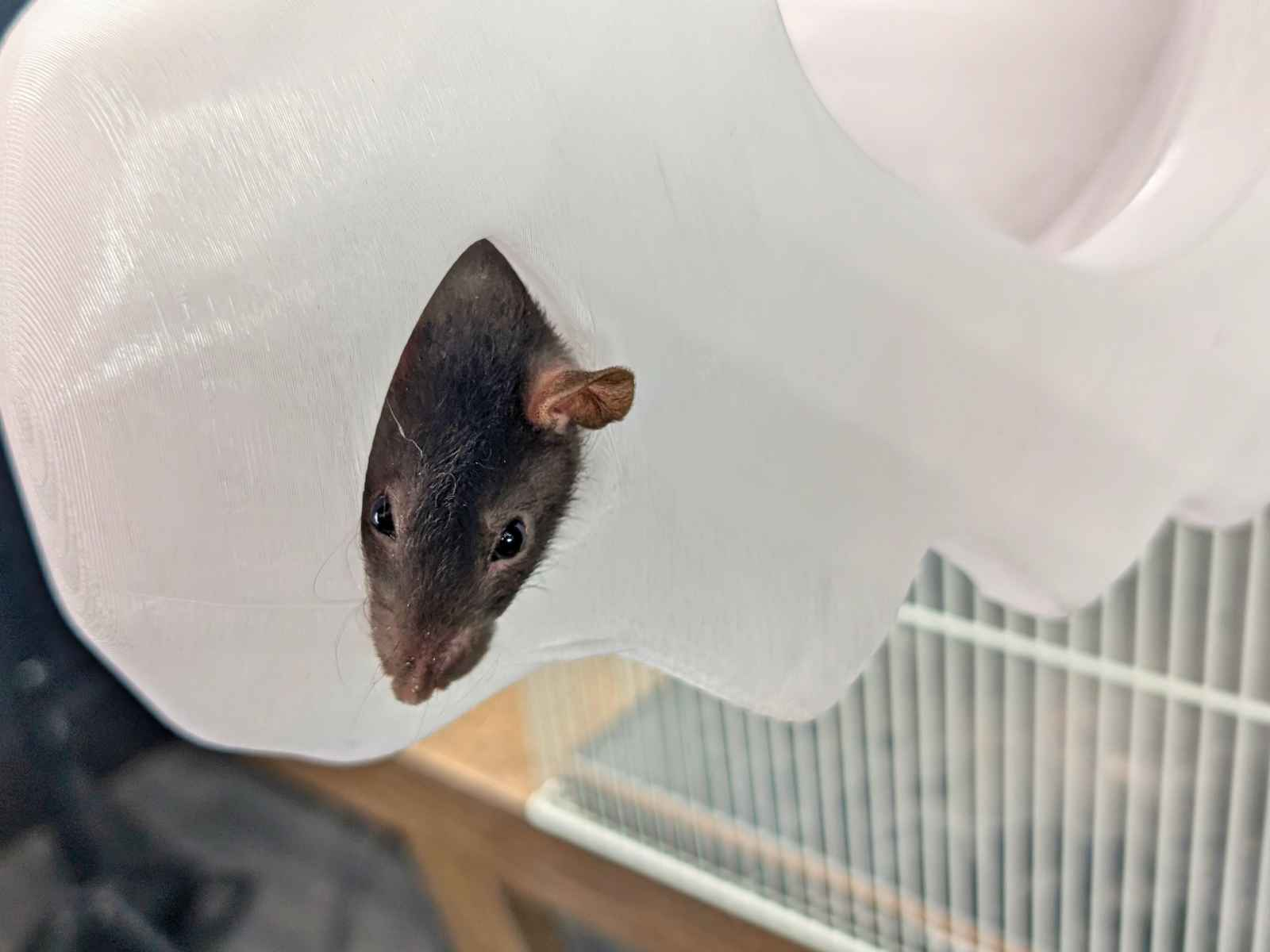 Gothic Skull Rat Hideout & Hanging Nest