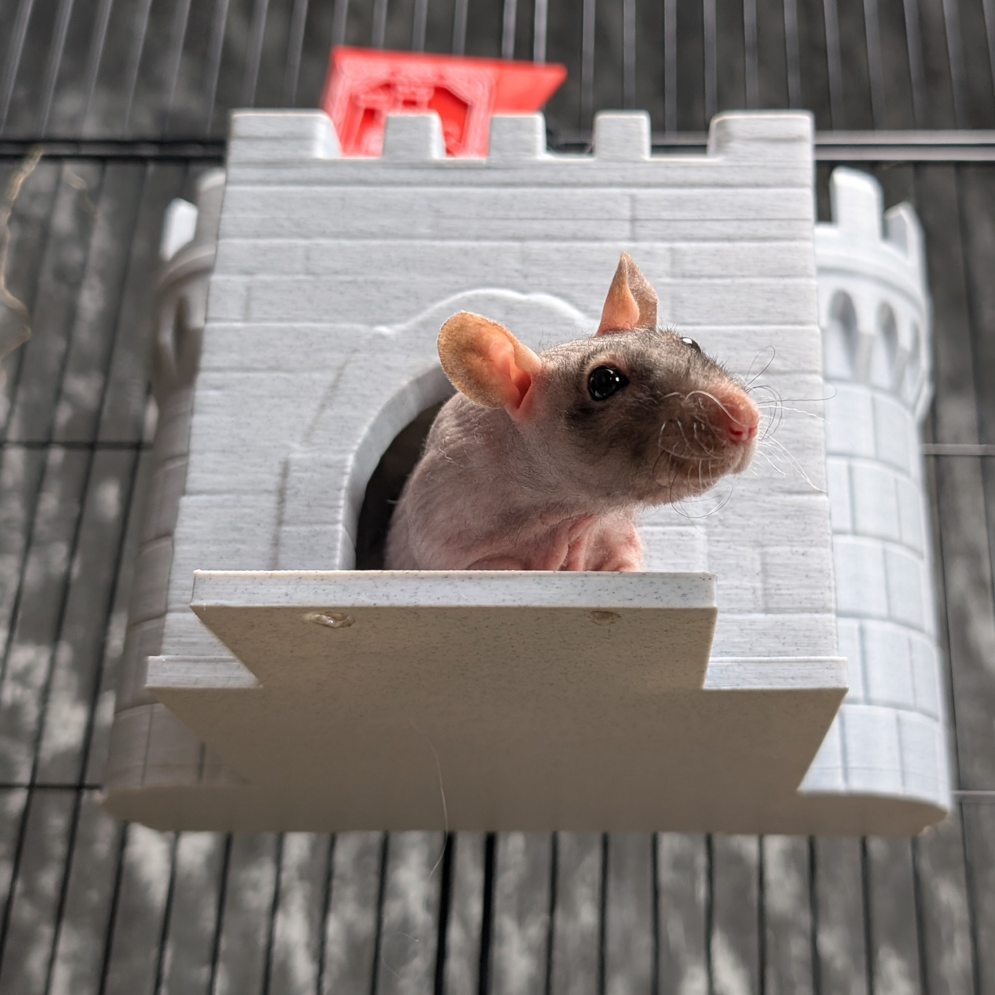 Castle Rat Hide