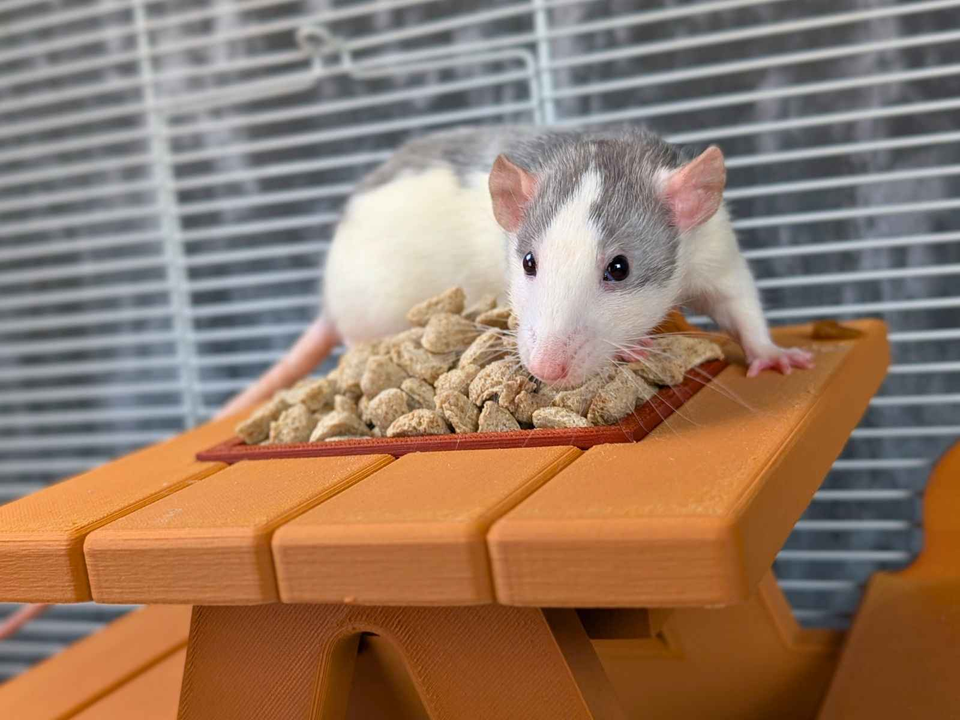 Rat Picnic Bench Food Bowl product packaging and presentation