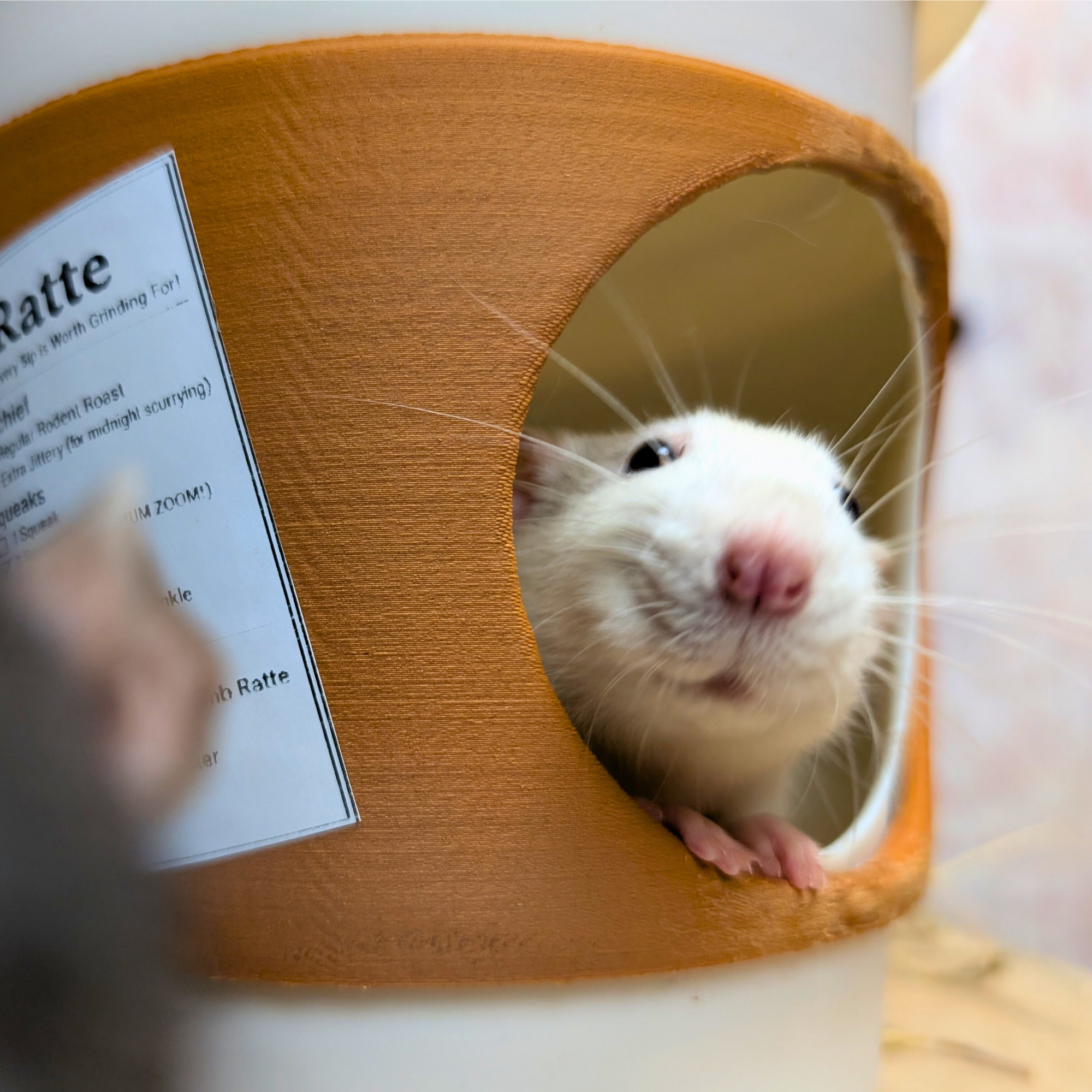Rat Hide Coffee Cup