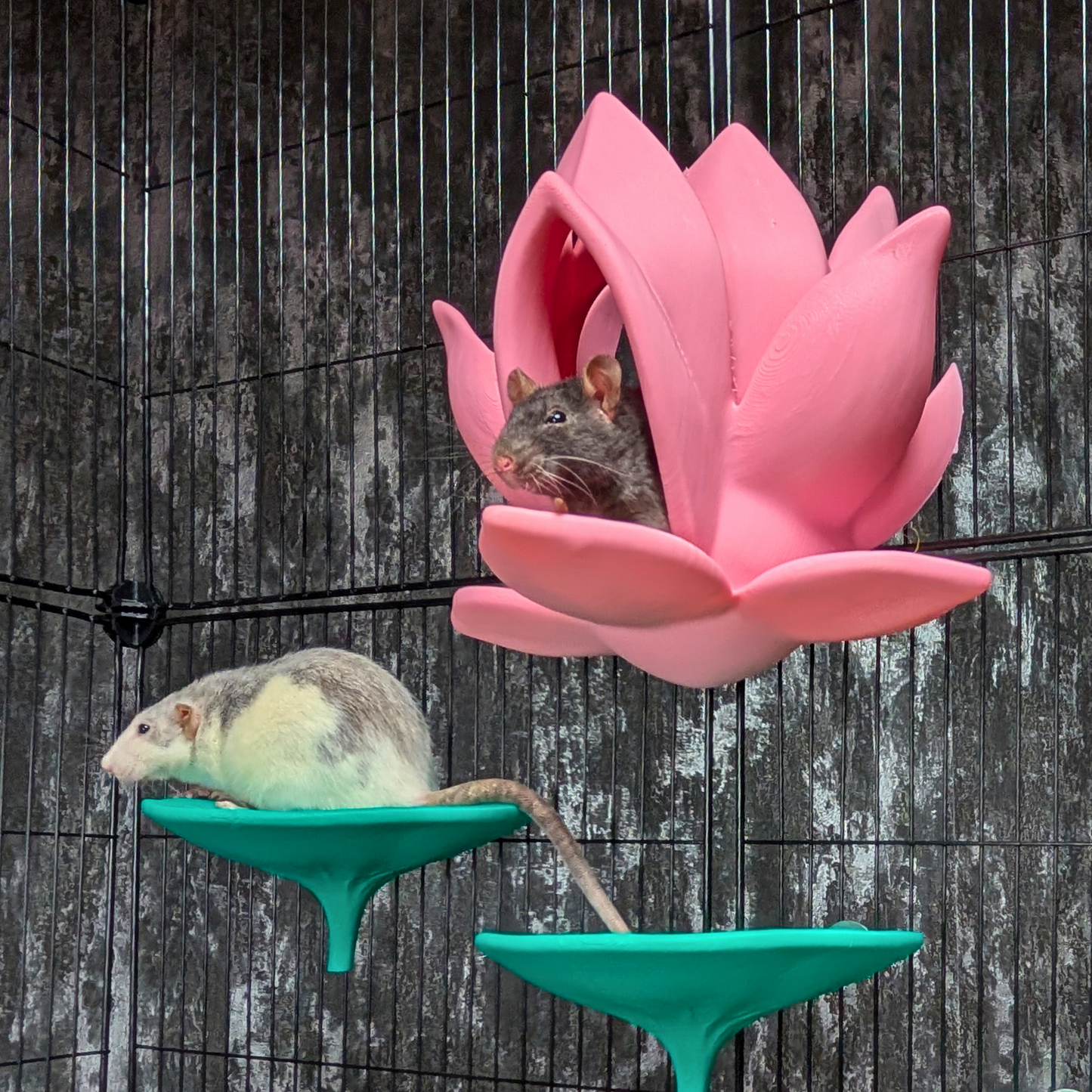 Cute Lily Rat Bed & Hide Set