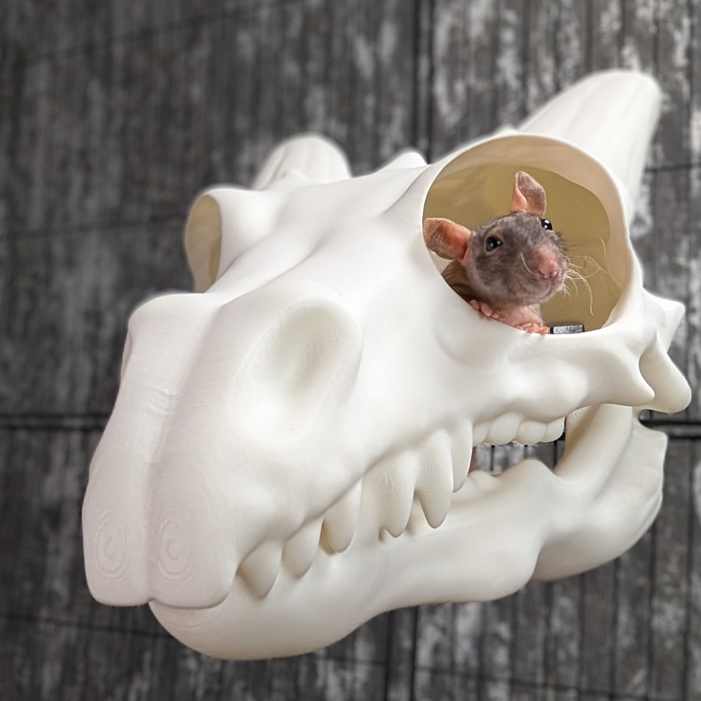 Dragon Skull Rat Hide
