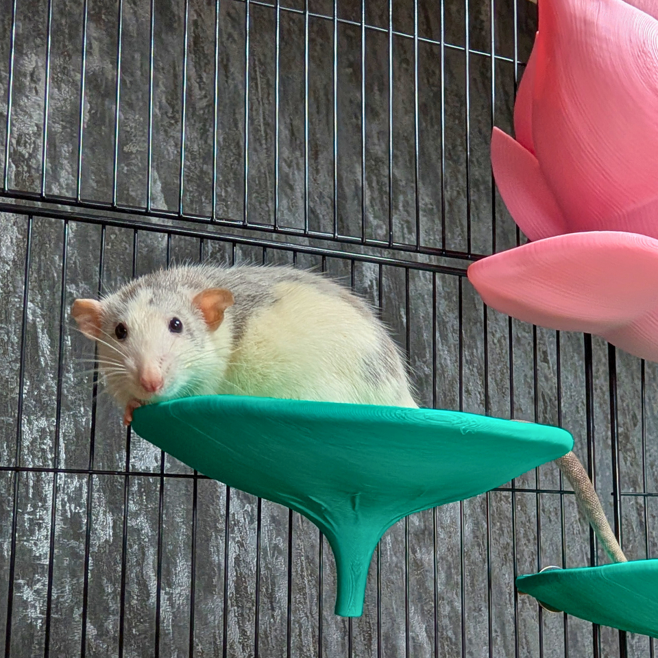 Cute Lily Rat Bed & Hide Set styled in home setting