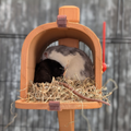 Custom Rat Mailbox Nest & Bed styled in home setting