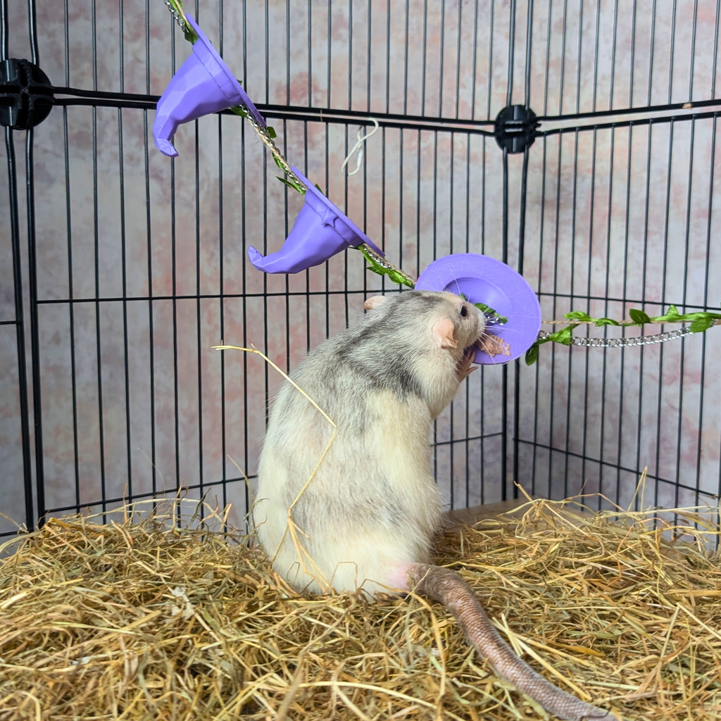 3-Piece Witch Enrichment Set