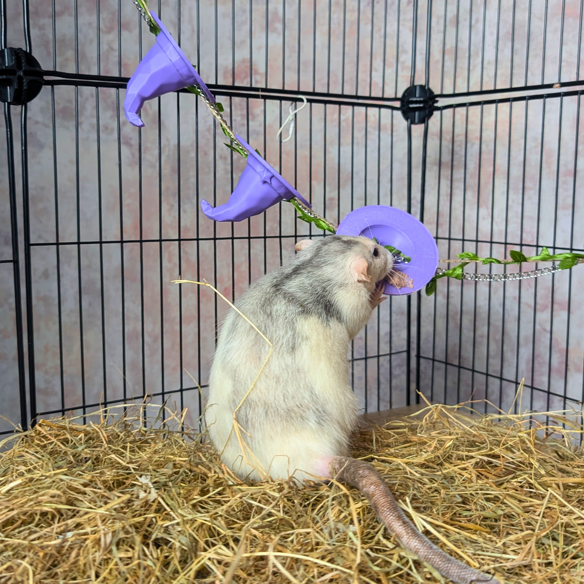 3-Piece Witch Enrichment Set