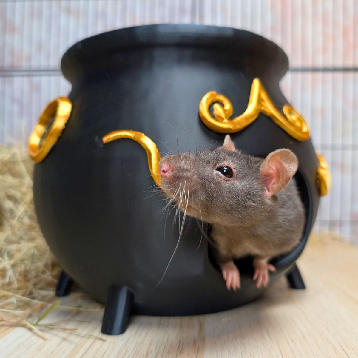 Rat Hide Witch Cauldron displayed alongside complementary pieces