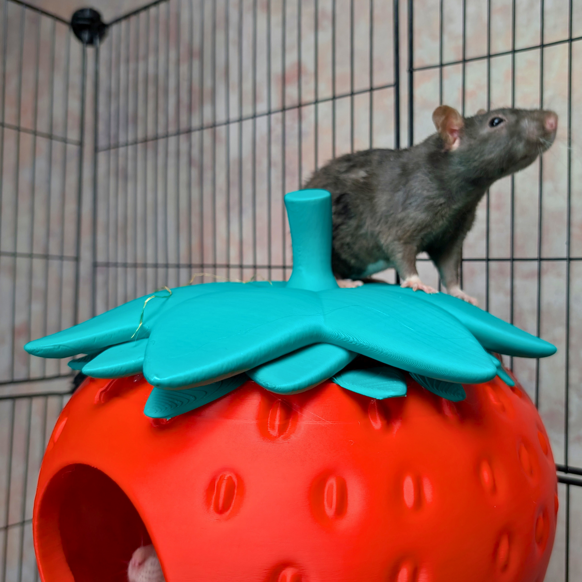 Strawberry Rat Hide styled in home setting