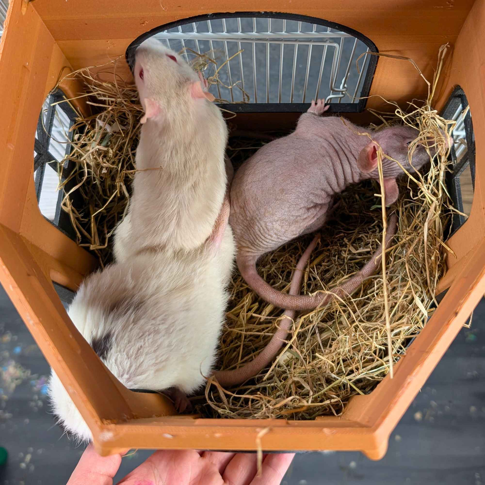 Luxury Rat Mansion Hideaway displayed alongside complementary pieces