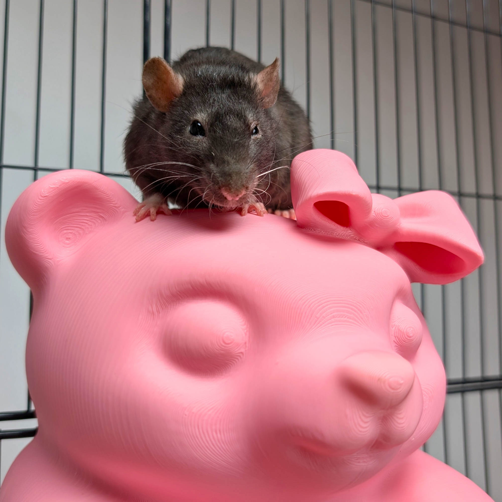Cute Sweet Bear Rat Hide & Bed