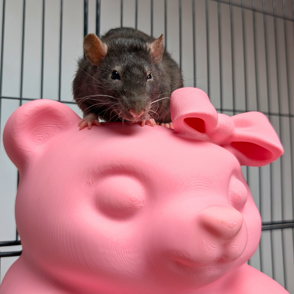 Cute Sweet Bear Rat Hide & Bed lifestyle context shot