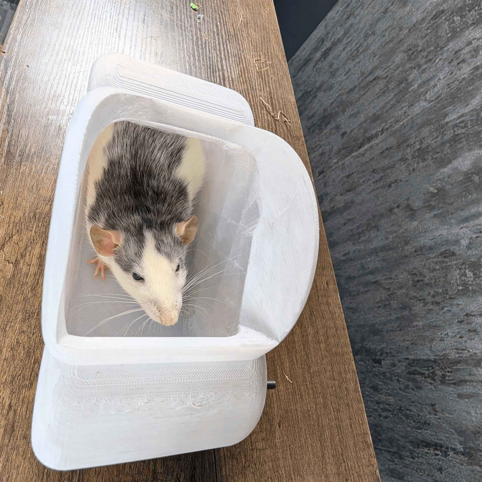 Cloud Rat Shelves & Hideaway