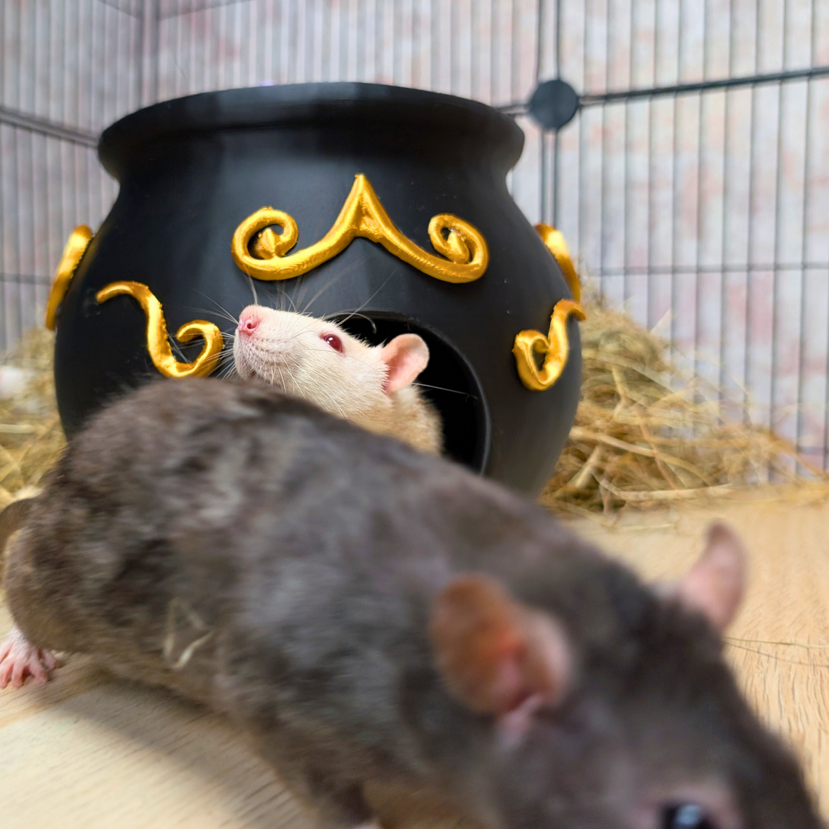 Rat Hide Witch Cauldron lifestyle context shot