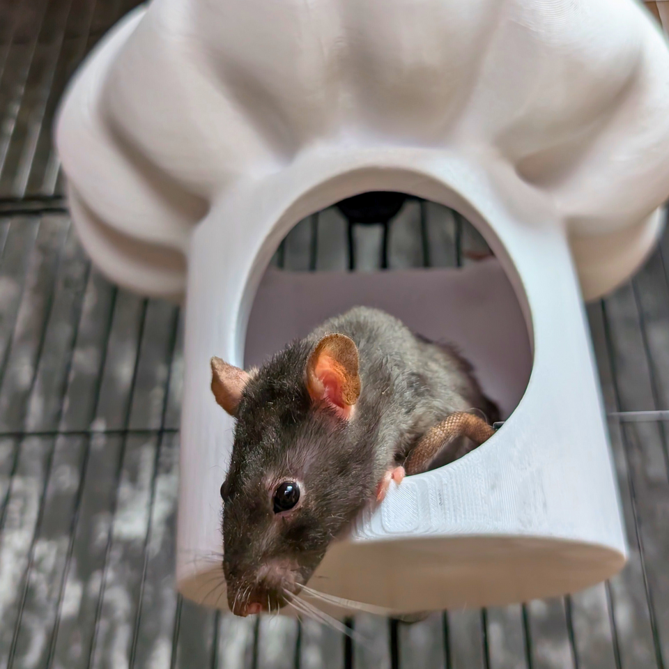 Chef Hat Rat Hide & Bed lifestyle context shot