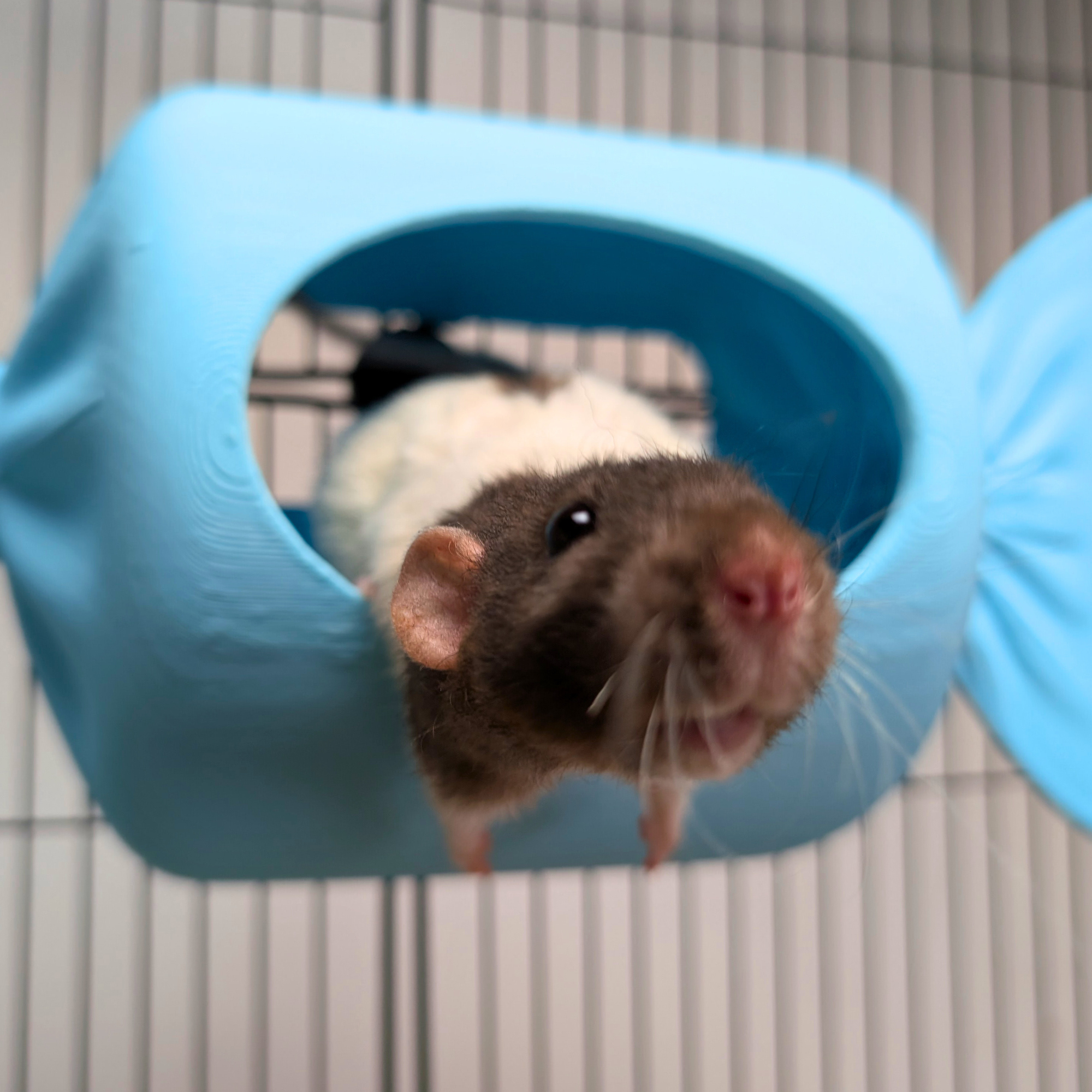 Blue Sweetie Rat Hide & Bed