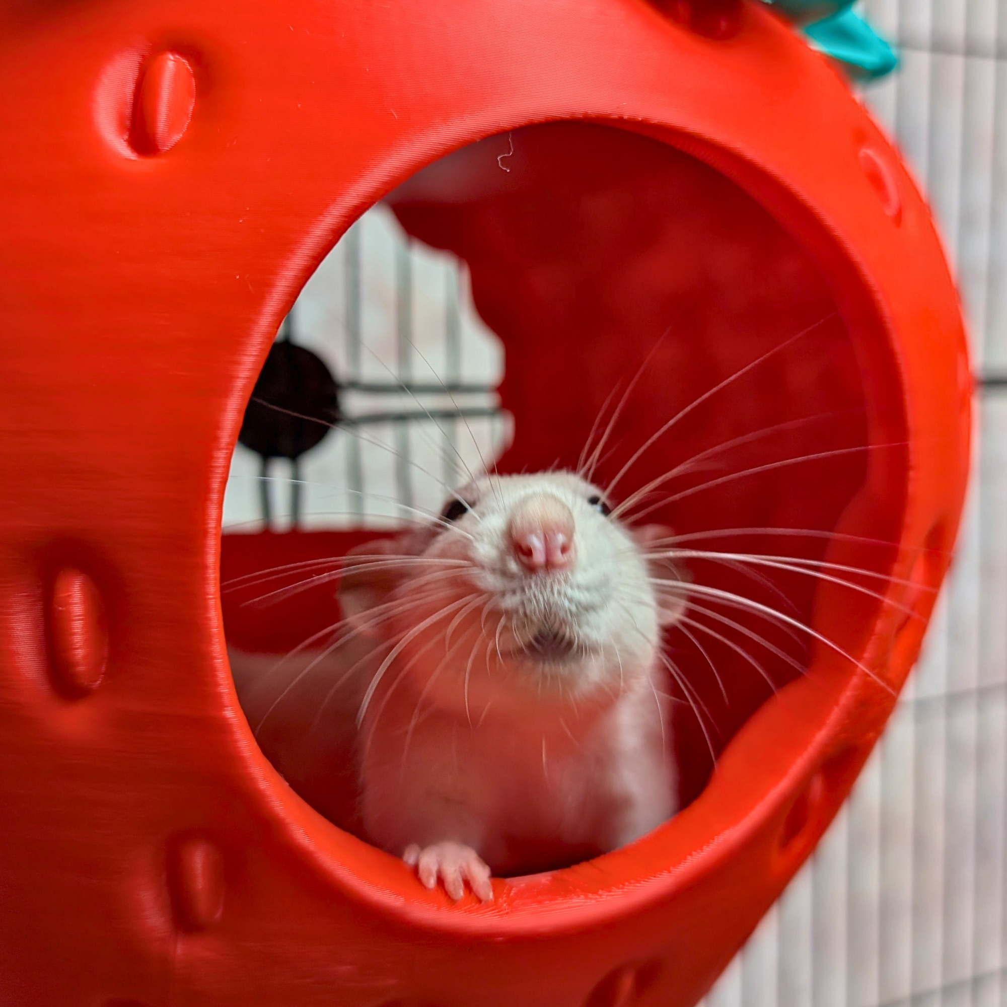 Strawberry Pet Bed & Cute Cage Accessory