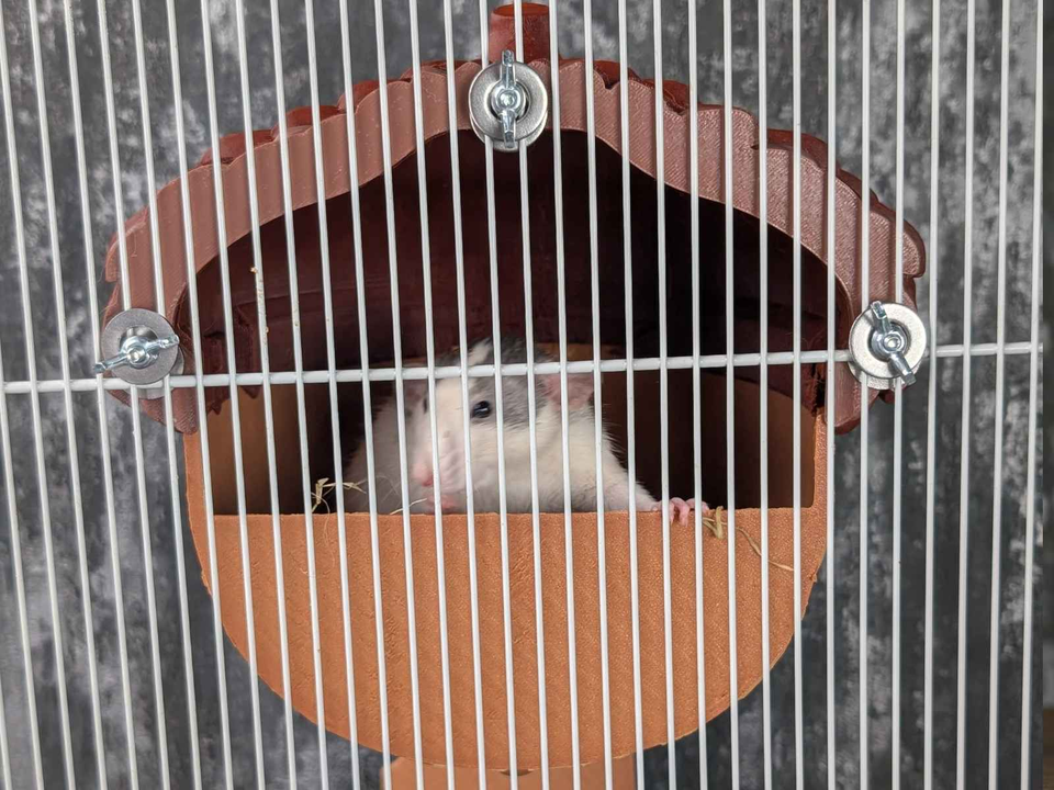Personalized Acorn Rat Hideaway Lodge lifestyle context shot
