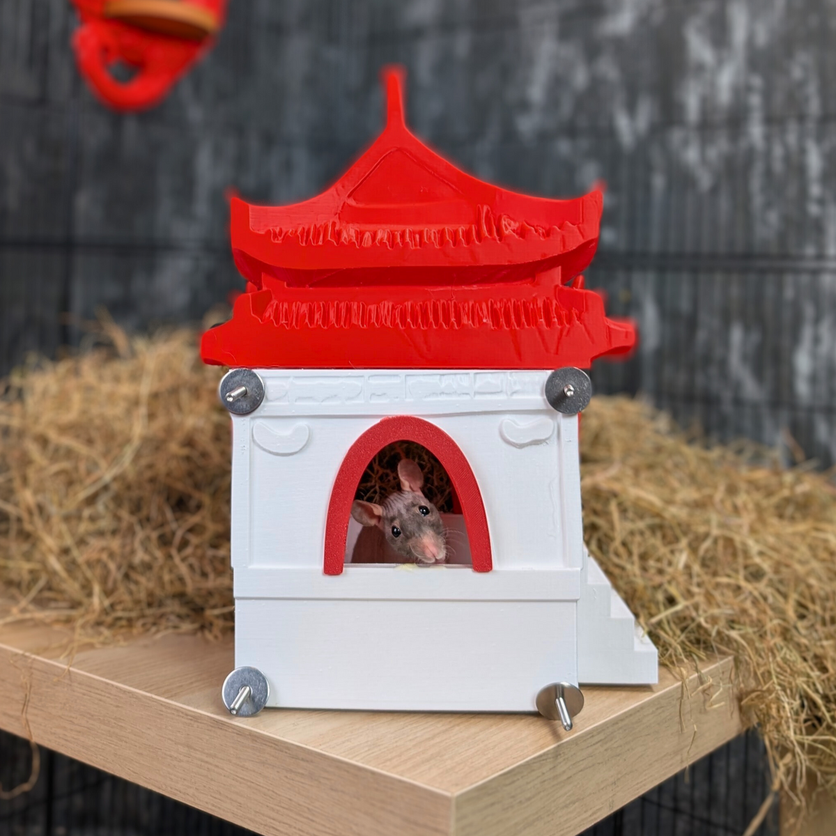 Chinese Temple Rat Hide in-use demonstration
