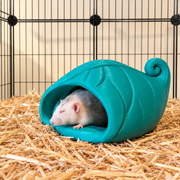 Pale rat resting with a paw on the opening of a teal-green curled-leaf floor hide on clean bedding.