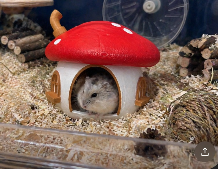Hamster sitting inside the Fairy Mushroom Hamster Hide
