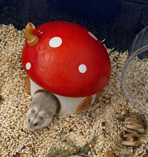 Top angle of the Fairy Mushroom Hamster Hide in cage bedding