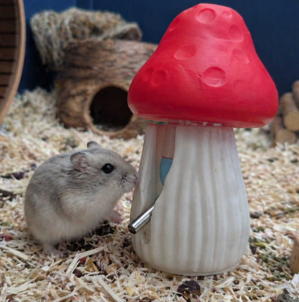 Red and white mushroom hamster water bottle holder with small pet beside it