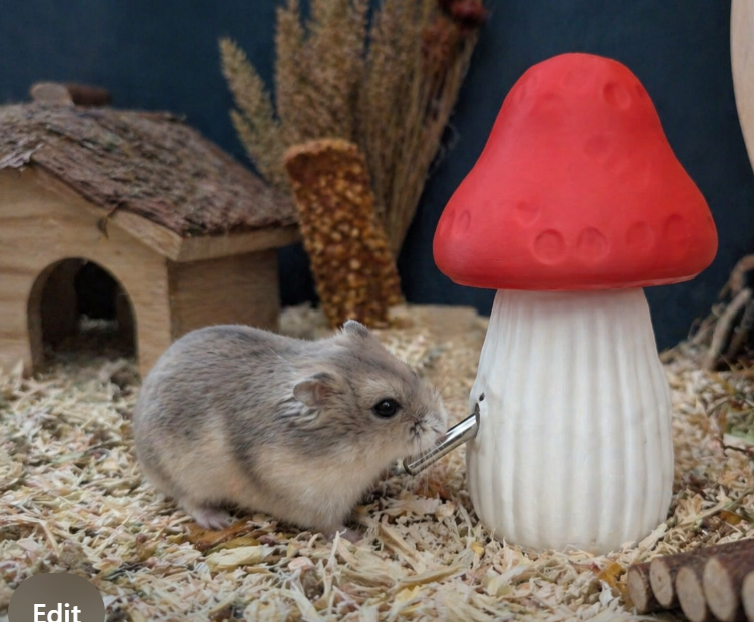 Hamster drinking from the fairy mushroom water bottle holder in cage bedding