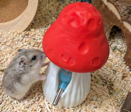Top view of fairy mushroom hamster water bottle holder with hamster beside it