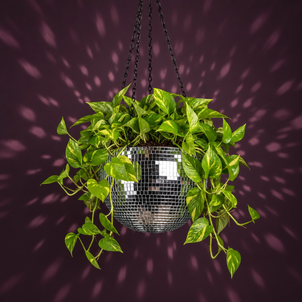 The Glitter Ball - Planted with Pothos