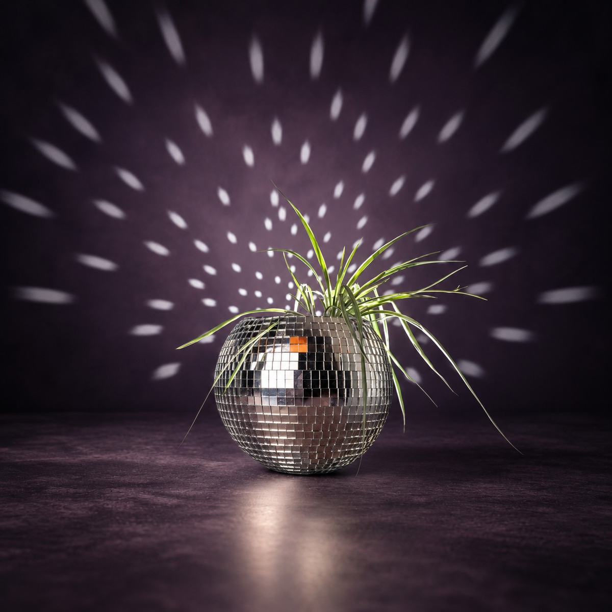 The Glitter Ball - Table Display with Spider Plant