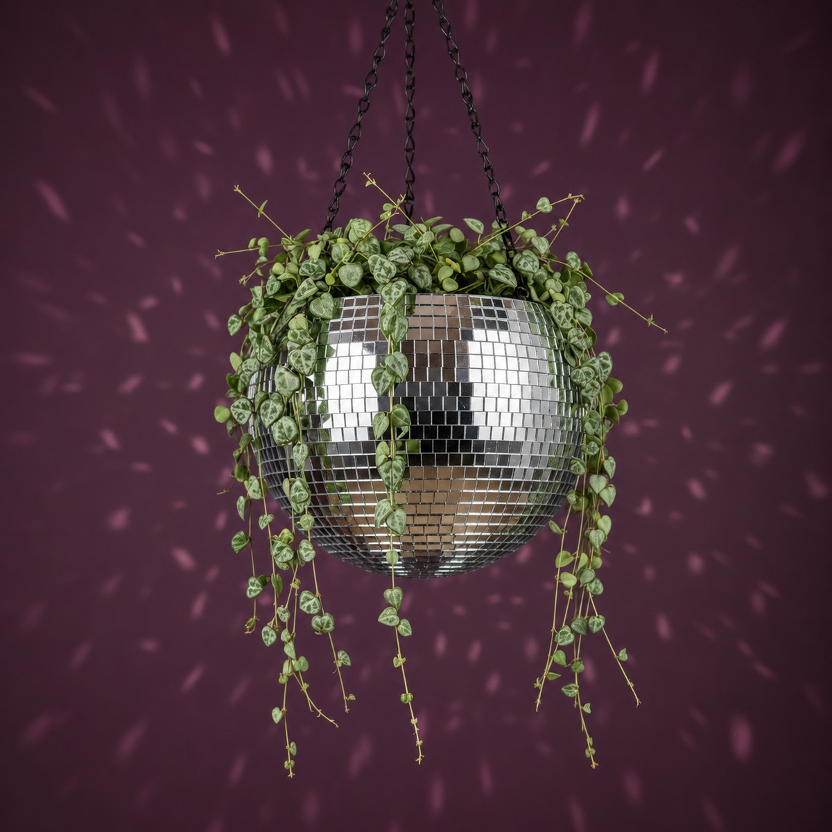 The Glitter Ball - Planted with String of Hearts