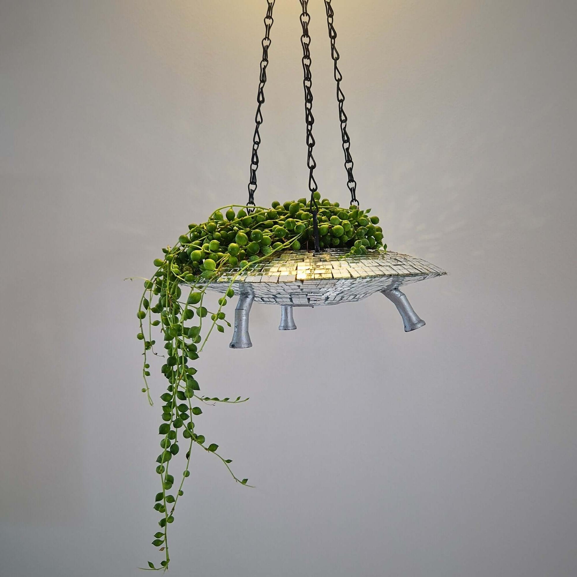 a plant that is hanging from the ceiling 