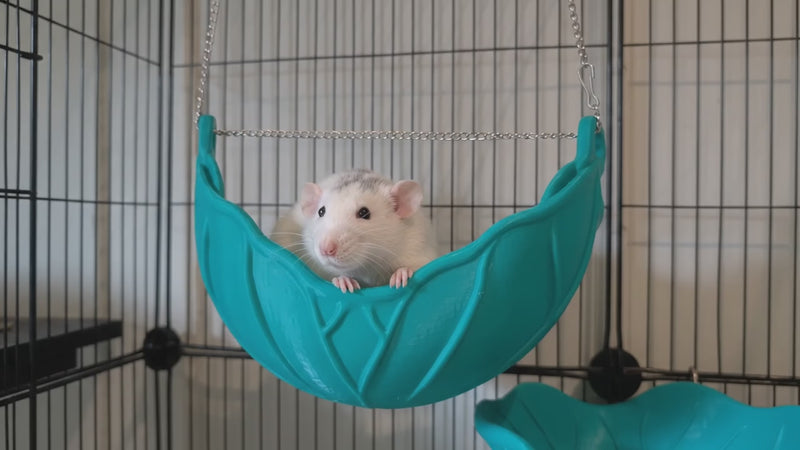 A cream rat rests in the green leaf hammock.
