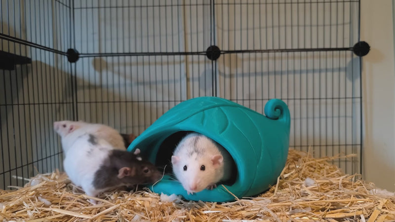 Rats explore the teal-green curled-leaf floor hide and look through its entrance.