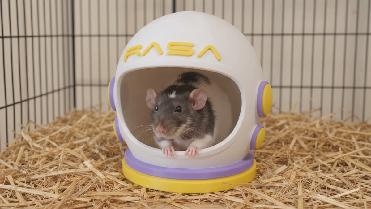 Load video: Space Helmet Rat Floor Hide