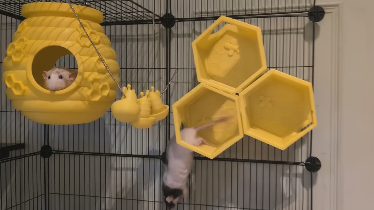 Yellow bee rat cage set, with a rat looking out of the hive beside the honeycomb shelves and hanging forage cups.