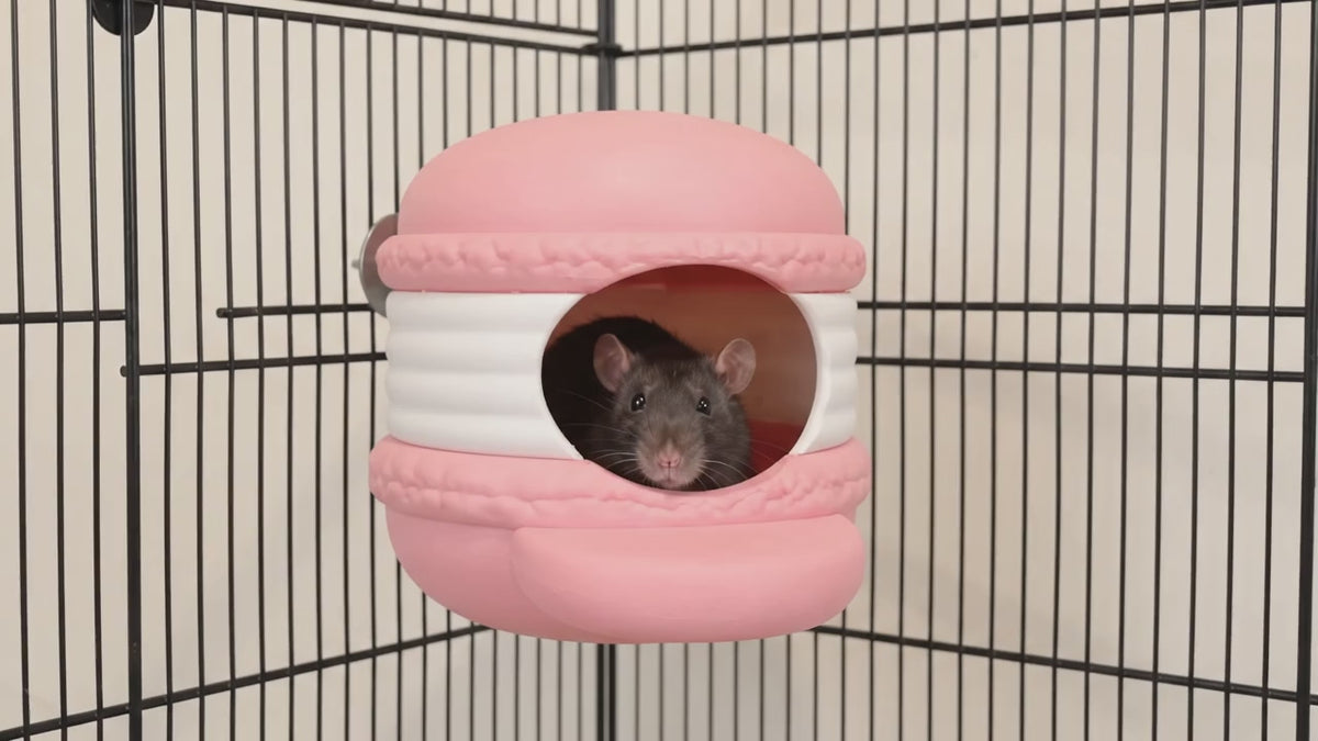 Load video: Macaron Rat Hide
