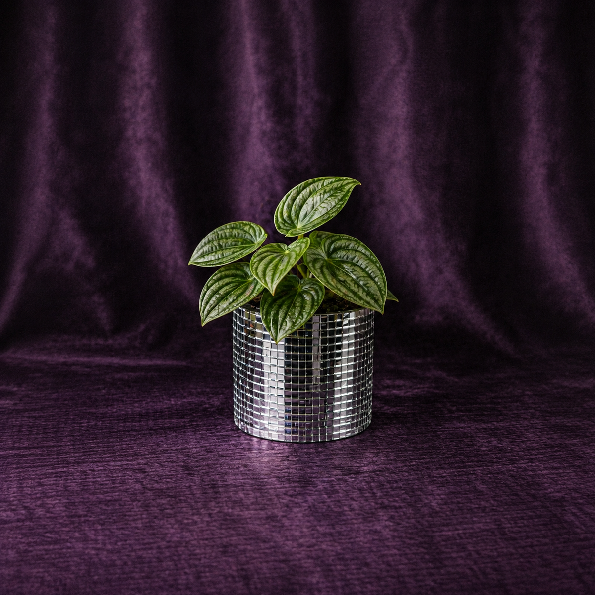 Large silver mirror mosaic cylinder planter with green houseplant