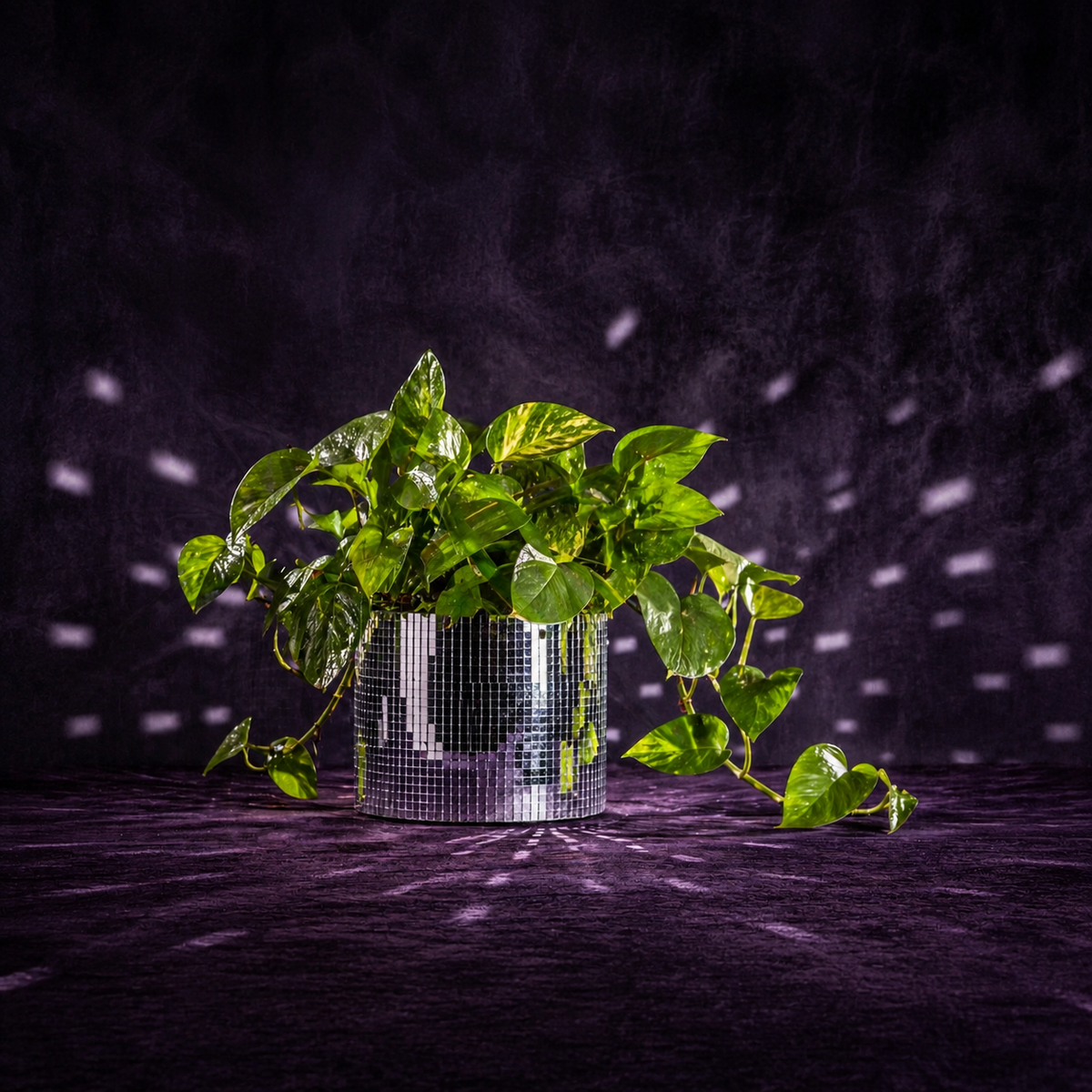 Silver mirror mosaic cylinder plant pot with trailing green pothos on a purple backdrop