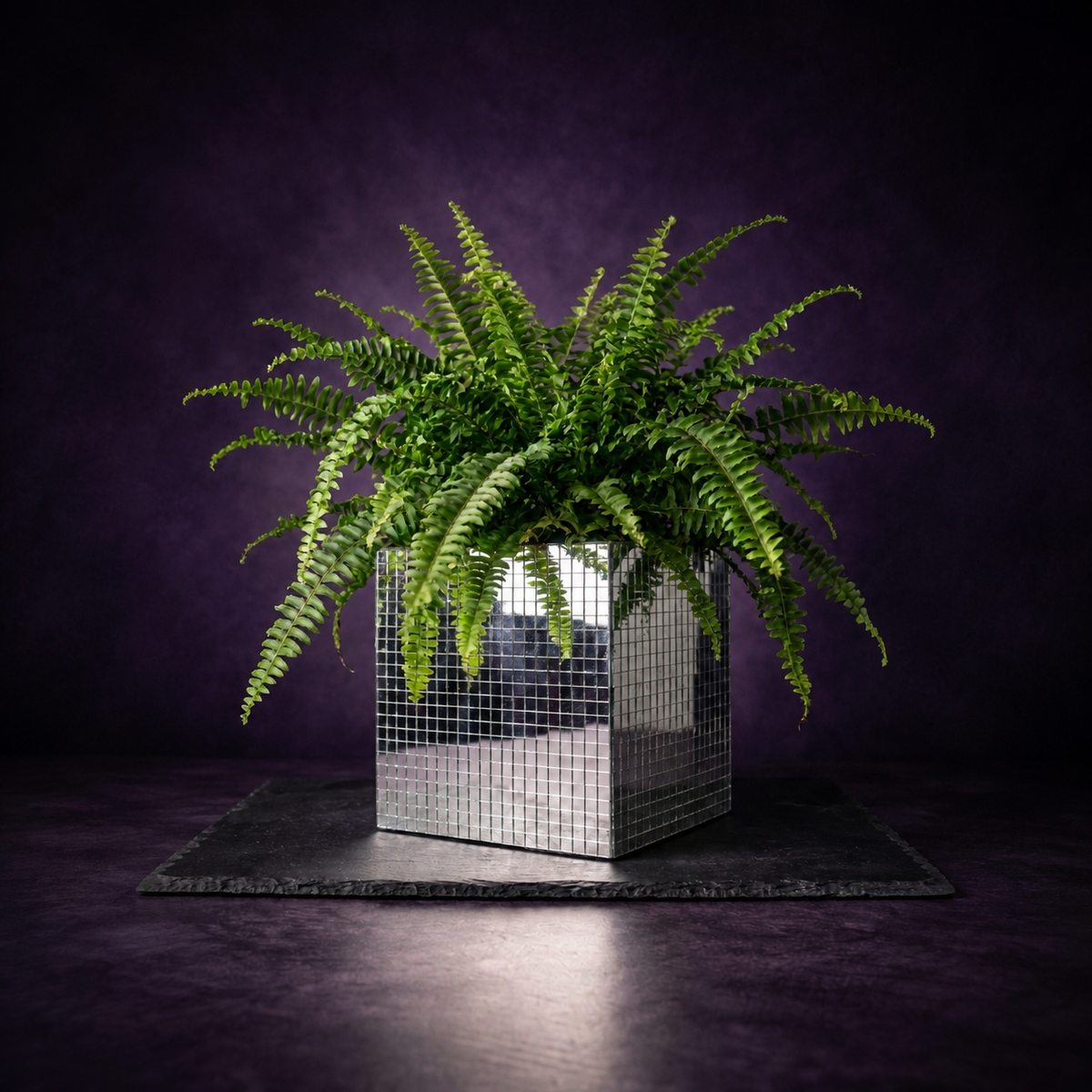 Mirror tile disco cube planter with lush Boston fern on slate