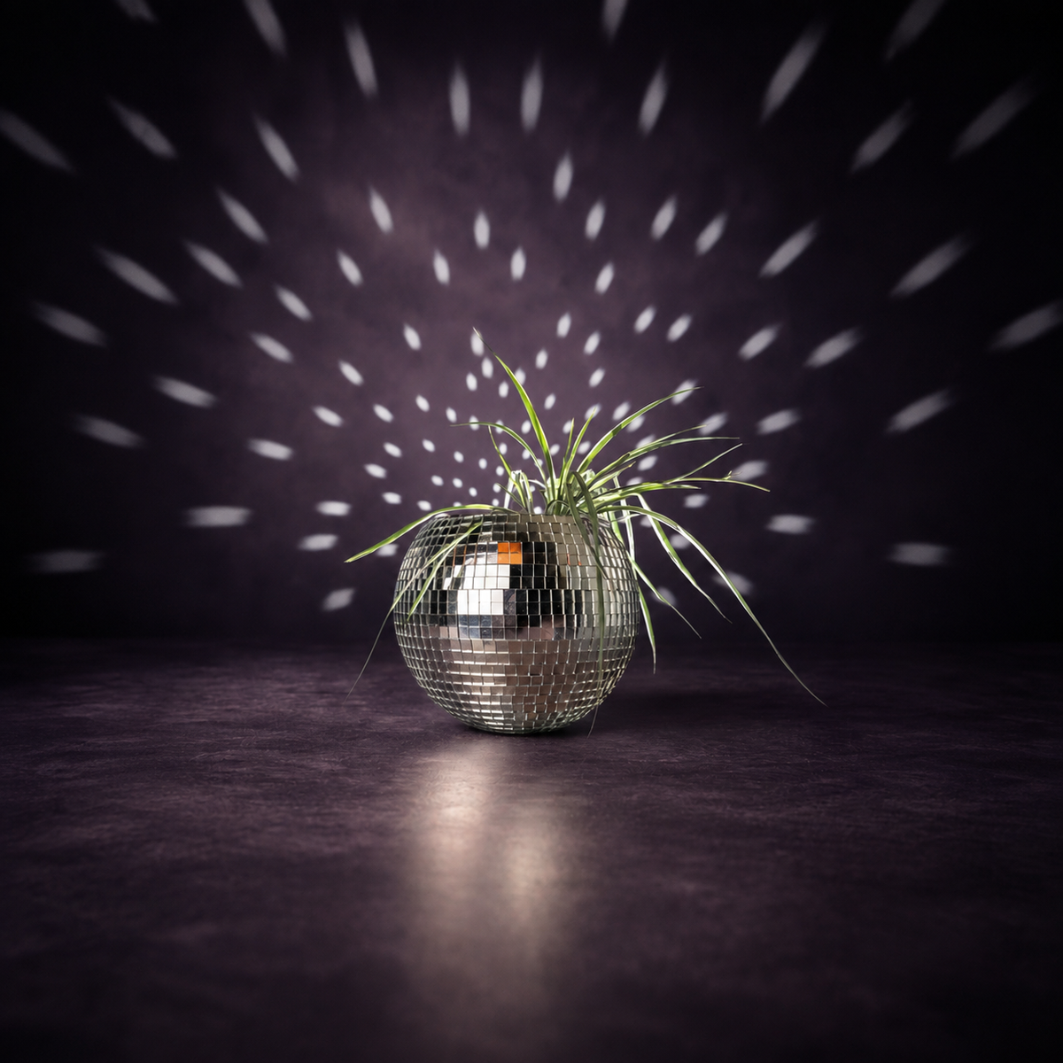 The Glitter Ball - Table Display with Spider Plant