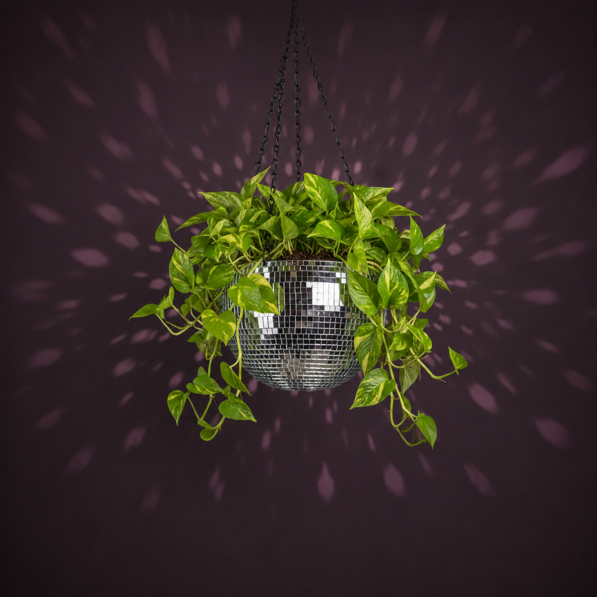 The Glitter Ball - Planted with Pothos